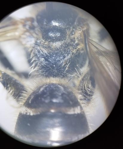 Halictus quadricinctus